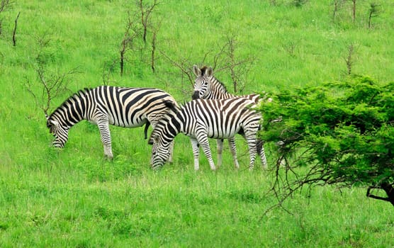 Herd of Burchell's zebras