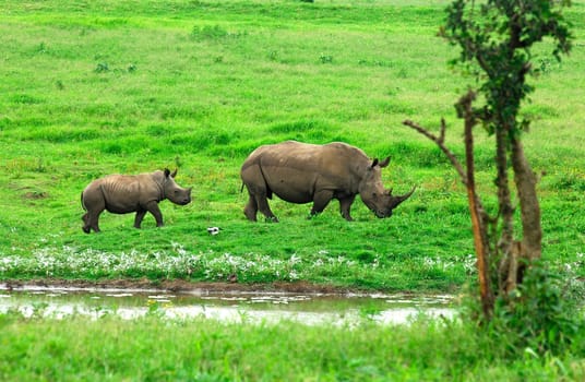 White Mouth Rhinoceros