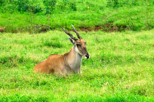 Eland