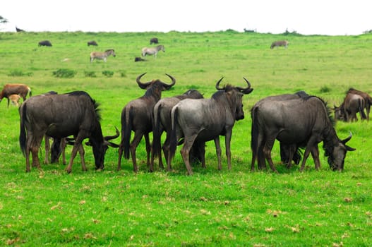 Herd of wildebeest