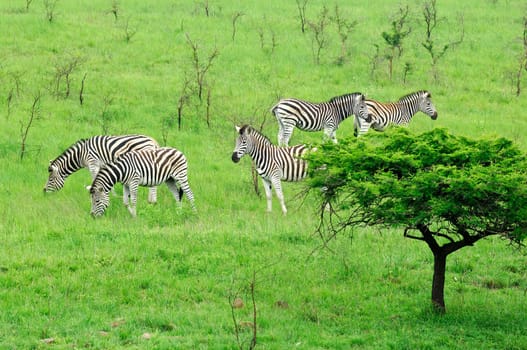 Herd of Burchell's zebras