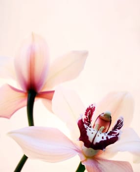 Orchids