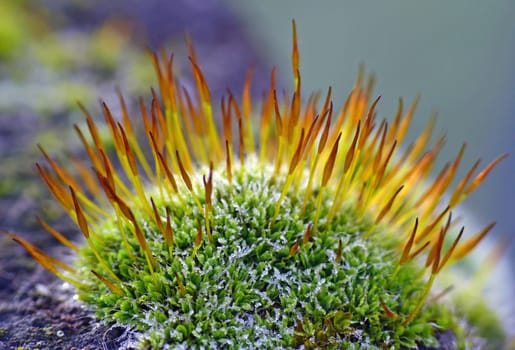 Flames from the ice: Like blazing flames,the orange-yellow spore bearers emerge from the icy moss cushion.