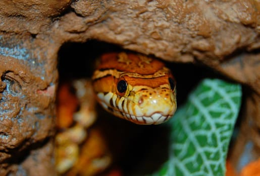 corn snake