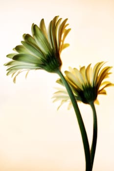 Gerbera II