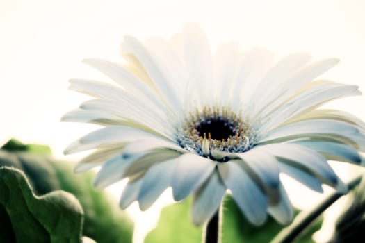 Gerbera
