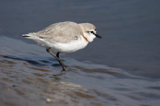 Pale Plover