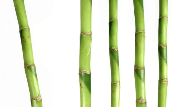 Bamboo