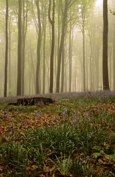 bluebells in misty spring woods