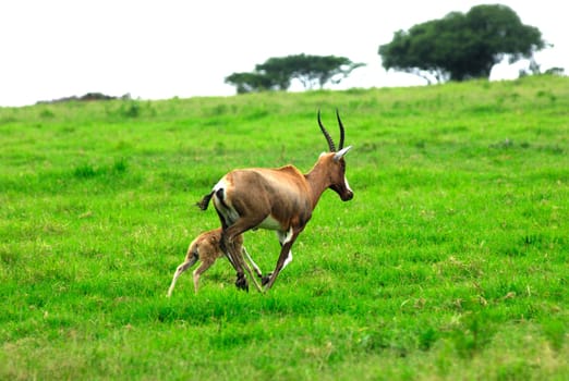 Blessbok with fawn