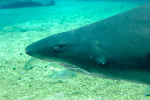 Shark