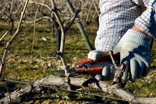 Worker pruning grapevines