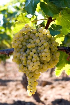Bunch of white grapes on vine