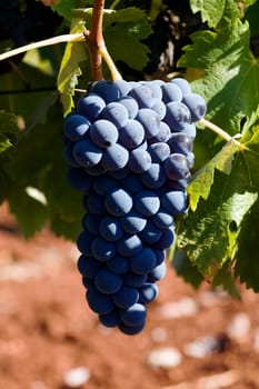 Bunch of ripe juicy red grapes