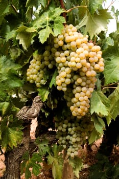 White grapes on vine