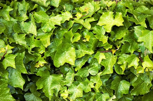 Closeup of ivy vines