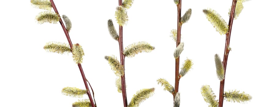Willow catkin