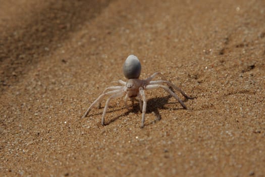 Golden Wheel Spider