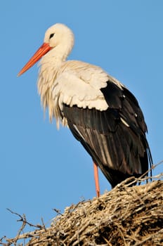 Stork