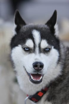 Husky