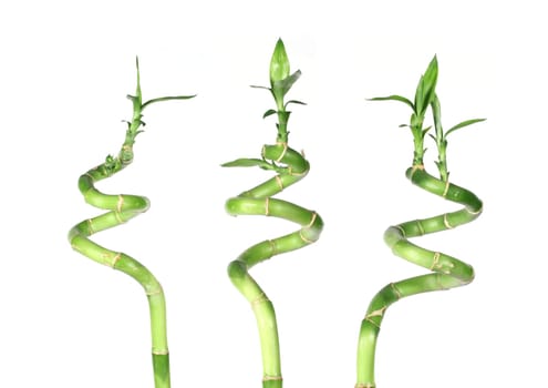 Lucky Bamboo