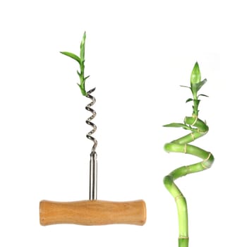Lucky Bamboo
