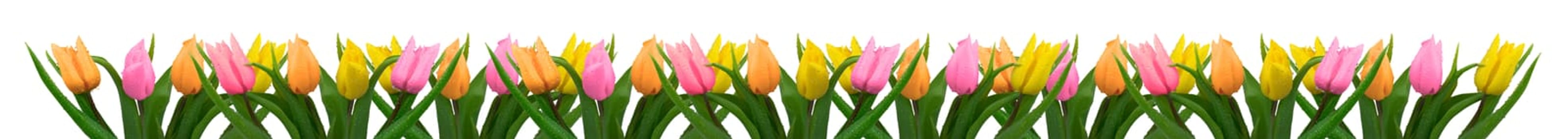Tulips with dew