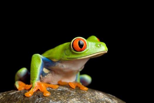 frog on a rock isolated on black