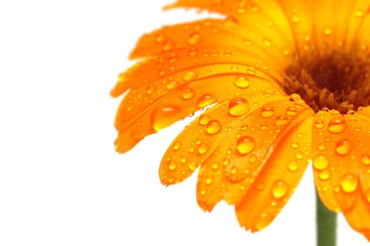flower daisy with water drops isolated