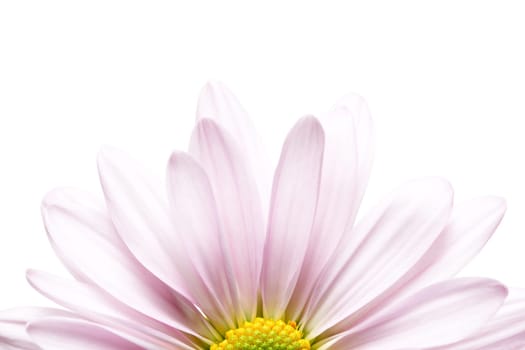 flower daisy macro