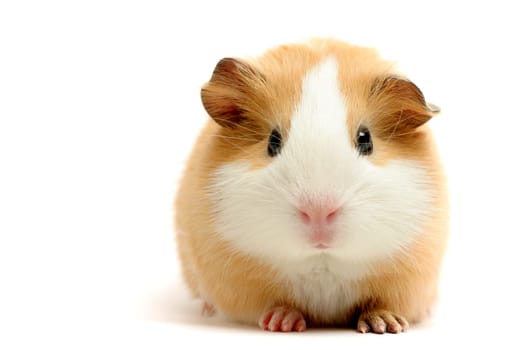 guinea pig on white
