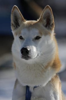 Dog Profile
