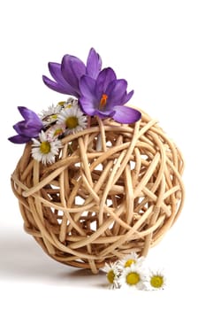 Harbingers of Spring
