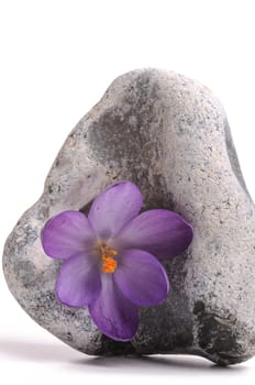 Blossoms Stone