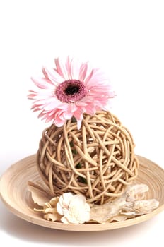 Nature Gerbera