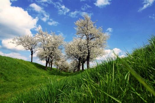 Blossom Splendour II
