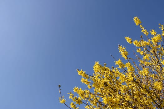Yellow Forsythia