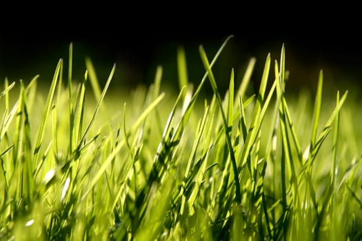 Grass blades