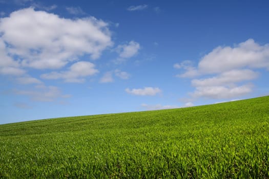 The green hill