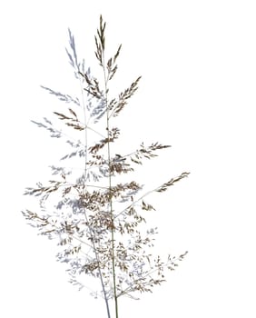 Grass over shadow