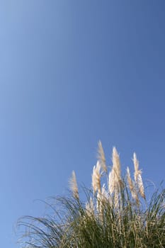 Pampas grass