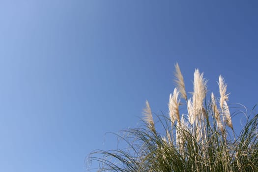 Pampas grass
