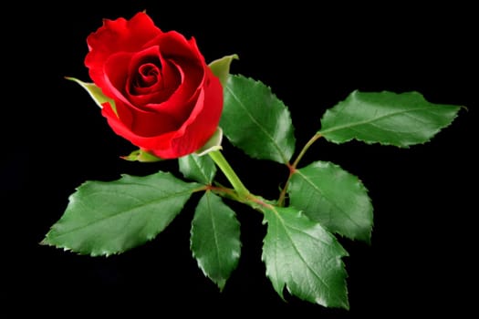 Red rose isolated on black