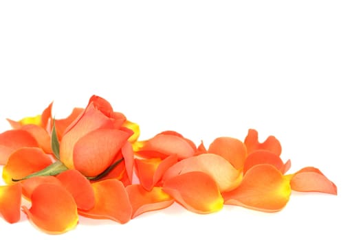 Rose over petals