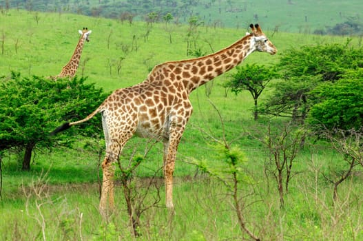 Grazing Giraffes