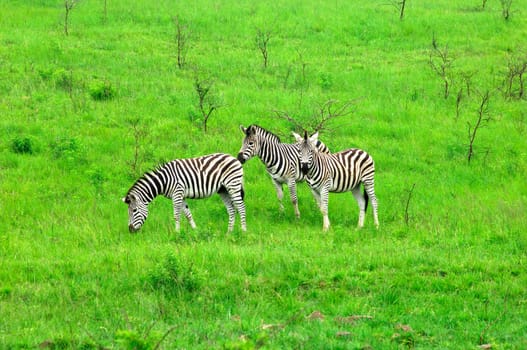 Grazing zebras