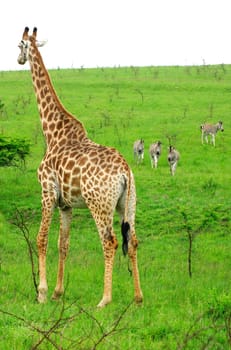 Giraffe and zebras