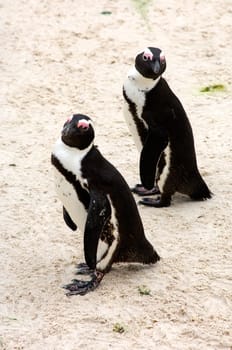 Two Penguins