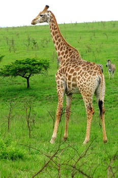 Giraffe
