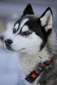 husky